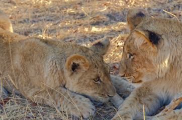 Lion cubs