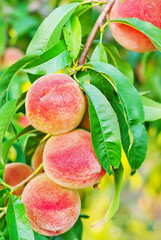 peach on tree