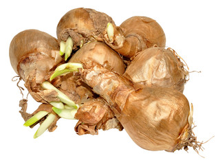 Sprouting Daffodil Bulbs