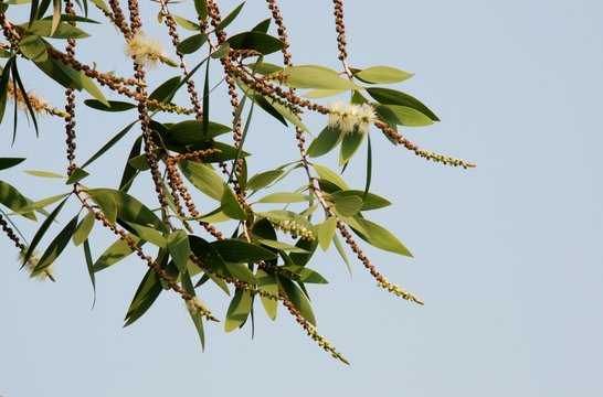 Cajuput paper bark Flower ,flower of Asia