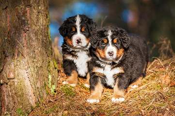 Two bernese mountain puppies sitting on the hill near the tree