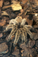 Fearful giant tarantula
