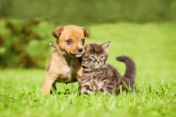 Little puppy with  tabby kitten sitting on the grass © Rita Kochmarjova