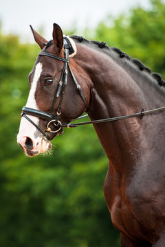 Portrait of bay horse in dressage competition