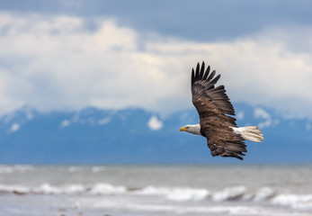 American Bald Eagle at Alaska