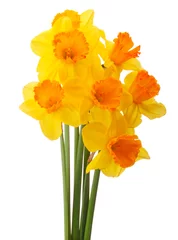 Deurstickers Narcis bloem of narcissen boeket geïsoleerd op witte backgro © Natika