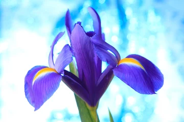 Garden poster Iris Beautiful blue iris flowers background