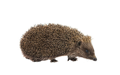 hedgehog isolated