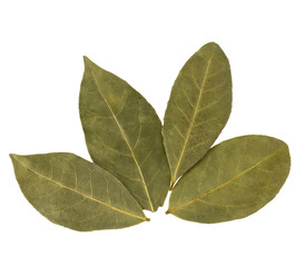 Aromatic bay leaves