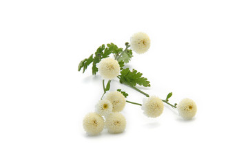 camomille
