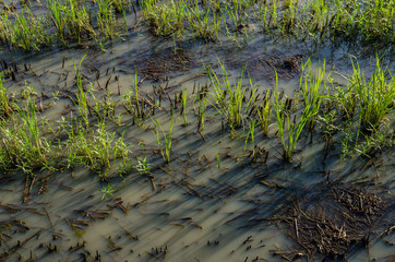 Rice field