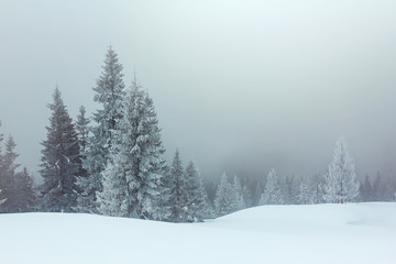 Fototapeta na wymiar winter forest in a mist