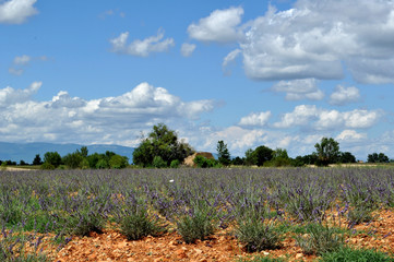 Provence 22
