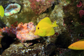 Fototapeta na wymiar Yellow surgeon fish (Zebrasoma flavescens) in Japan 