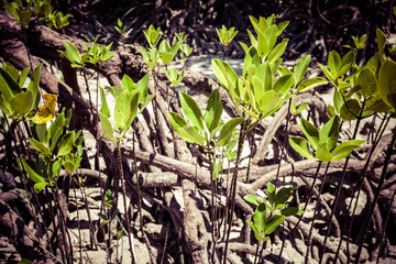 Mangroves in Andaman beach, India