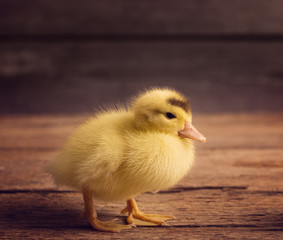 Duckling on wooden background