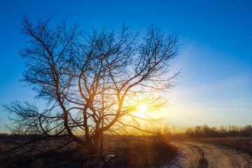 Fototapeta na wymiar tree silhouette on a dramatic sunset background