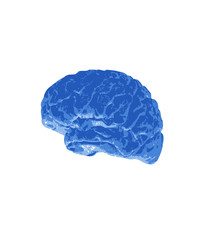 human brain