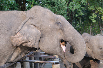 Fototapeta premium Elephant