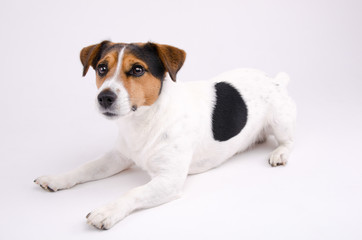 Lying Jack Russell terrier © tomasdevera