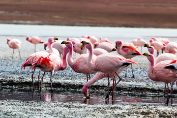 Flamingos on lake in Andes, the southern part of Bolivia