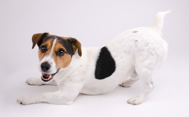 Jack Russell terrier wants to play