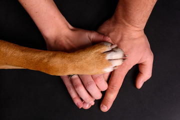 Dog paw on human hands - obrazy, fototapety, plakaty