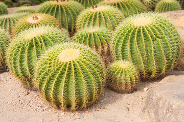 Golden ball cactus