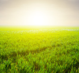 Obraz na płótnie Canvas green fields in a rays of sun