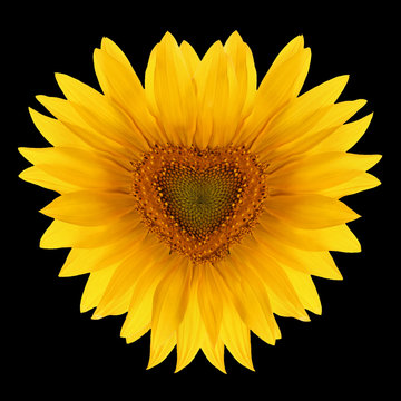 Sunflower flower  shape  heart isolated black background