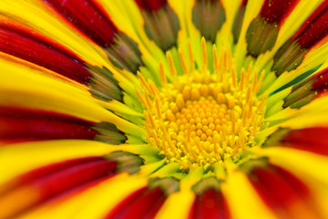 Yellow Gazania flower extrim close up