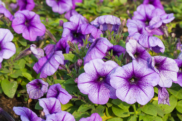 Petunia flower