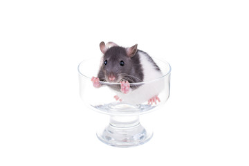 Young small rat in a cup