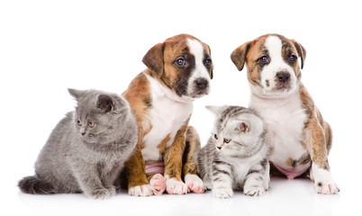 Group of cats and dogs sitting in front. isolated on white backg