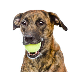 dog holding tennis ball. isolated on white background