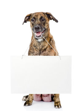 Dog with empty cardboard. isolated on white background