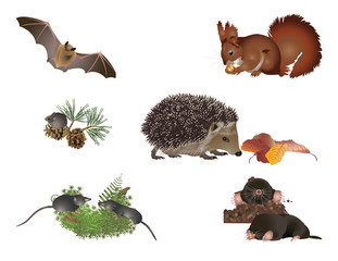 Small mammals