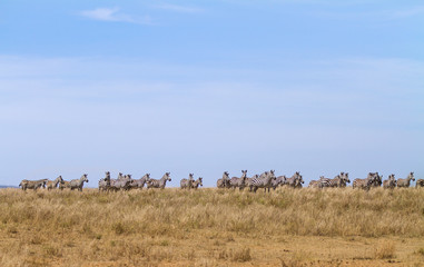 Fototapeta na wymiar Zebry w Serengeti