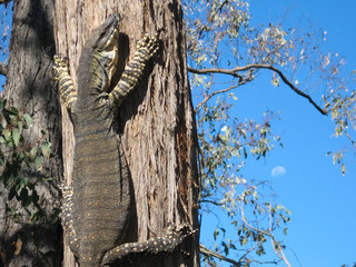Goanna