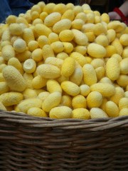 yellow cocoon silkworm