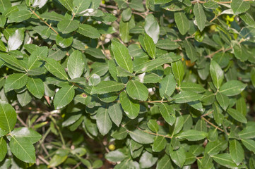 Fototapeta na wymiar Leaves and branches of Phillyrea latifolia