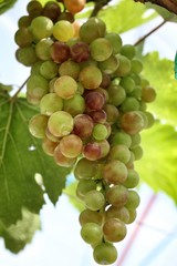 grapes with green leaves .