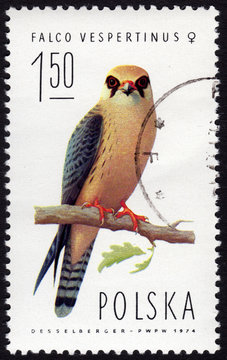 Polish stamp depicting a falco vespertinus