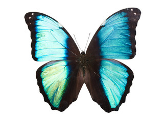 Obraz na płótnie Canvas Błękitny motyl