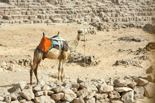 Dromader camel