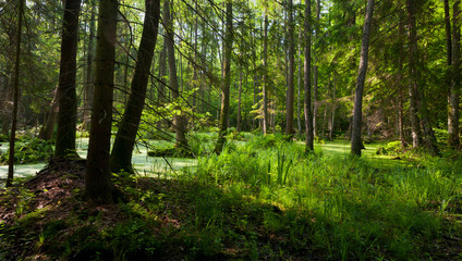 Fototapeta premium Natural stand of Bialowieza Forest with standing water