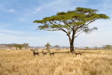 Foto op Aluminium Zebra grazen in Serengeti © kjekol