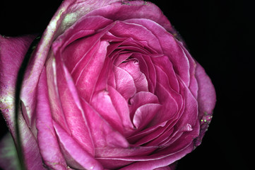 Obraz premium a rose on black background