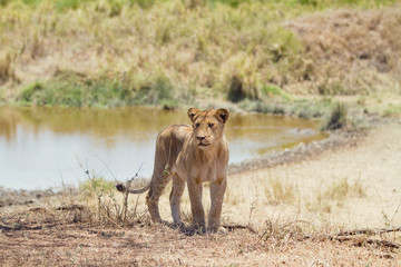Young lion in Serengeti Africa