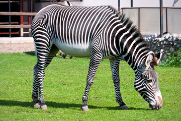 Obraz na płótnie Canvas Zebra in Zoo